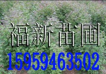 供应枫香苗,枫香种子,湿地松苗